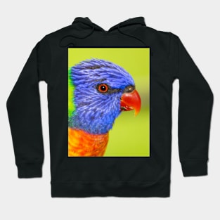 Rainbow Lorikeet Hoodie